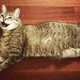 Image for article titled Stupid Shit I've Bought for My Cat in an Attempt to Make Her Love Me